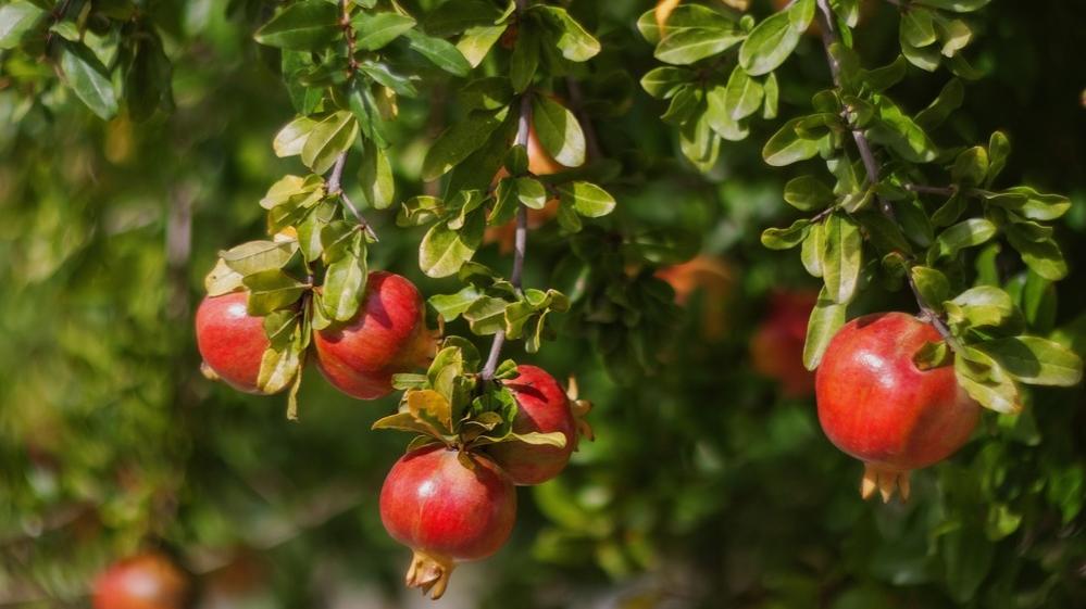 Rom conhe a os benef cios da fruta e aprenda a fazer o ch